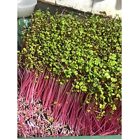 Hạt giống mầm củ cải đỏ -100gr