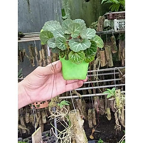 Mua Cây Tai hùm bán cạn - Chậu lớn Chậu từ 2-4 thân