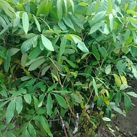 Mua Sản phẩm cây giống NHÃN KHÔNG HẠT THÁI LAN- Cây giống chuẩn F1 + Tặng (0 3kg) phân hữu cơ cao cấp