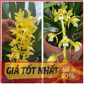 Mua Combo 2 cây hoa phong lan kiếm hoàng long UY TÍN CHẤT LƯỢNG