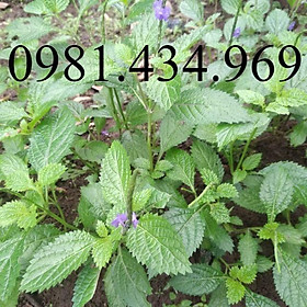 Mua Đuôi Chuột Khô Loại 1 -sp