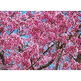 Mua cây giống hoa muồng anh đào nhật bản