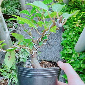 Cây Sung Bonsai