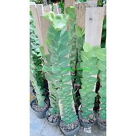 Cây Thằn Lằn(tắc kè) cao 70cm