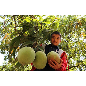 Mua Cây giống Xoài Úc siêu trái siêu sớm cây ghép cho quả sớm