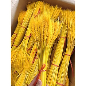 Mua 100 Bông Lúa Mạch Vàng Khô Decor Trang Trí Sét 100 bông