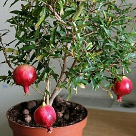 Mua CÂY GIỐNG LỰU LÙN ĐỎ CAO SẢN 1 cây giống thuần chủng F1