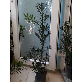 Mua Cây tùng La Hán  chiều cao cây 60-80cm  lựa chọn cây