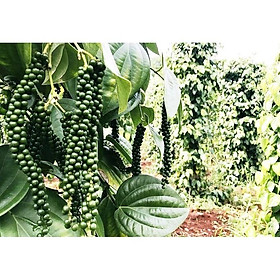 C0mbo 10 cây tiêu giống chuẩn .