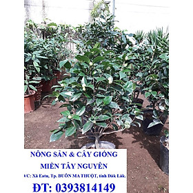 CÂY GIỐNG HỒNG TRÀ. [ CÂY PHONG THỦY - CÂY ĐANG BÔNG] [ MỚI ] [GHN EXPRESS]