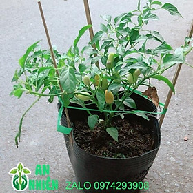 Mua Cây Ớt Kiểng Trắng Pha Tím