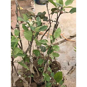 Mua Táo Đỏ Lùn F1