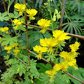 CÂY GIỐNG CÂY HOA PHƯỢNG VÀNG SIÊU ĐẸP