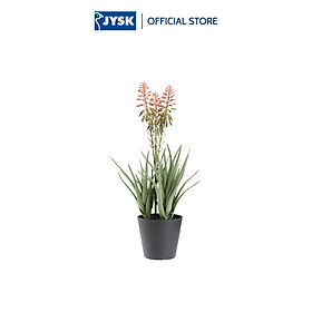 Mua Cây trang trí | JYSK Rasmus | nhựa PE/thép | xanh lá/đỏ | C51cm
