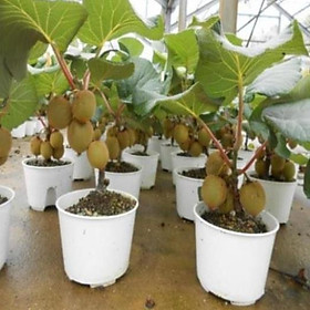Mua Cây KIWI xanh  đỏ  vàng giống
