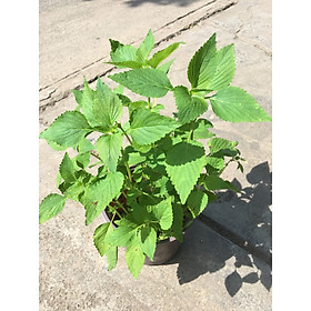 Cây Kinh Giới