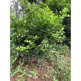 Cây hoa nguyệt quế siêu hoa size to cao 1m