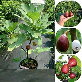 Cây sung ngọt mỹ - Tặng kèm phân siêu lân