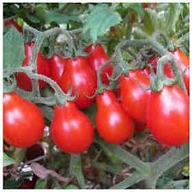 Hạt giống cà chua lê quả đỏ gói 30 hạt