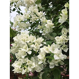 Hoa giấy màu trắng - chậu cây đang hoa, size cây to