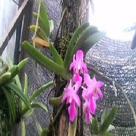 Mua Hoa lan hồng nhạn( cây đơn thân quý và hiếm)