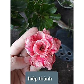 CÂY HOA SỨ THÁI KÉP " KIỀM DIỄM 1 " - CAM KẾT MẶT HOA