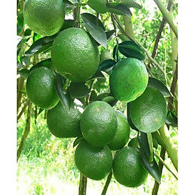 CÂY GIỐNG CAM SÀNH MIỀN NAM SIÊU NGON SIÊU QUẢ- CAM KÊT GIỐNG CHUẨN F1 + Tặng 01 cây dâu da đất