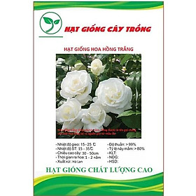 Hạt giống hoa hồng trắng ( bạch hồng ) CT248 - Gói 10 hạt