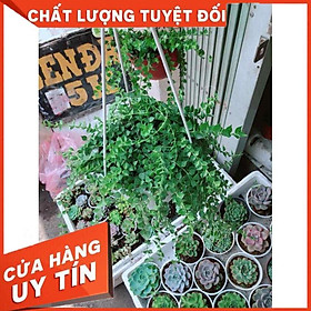 Chậu cây lá tim Nhiều Người Mua