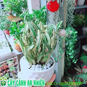 Chậu Cây Xương Rồng Thanh Sơn