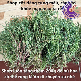 Mua Combo 3 Ký Hoa Mười Giờ Thái Kép 15 Màu Siêu Rẻ Cành Tơ Mau Ra Rễ Hoa Mười Giờ Bonsai & Phụ Kiện