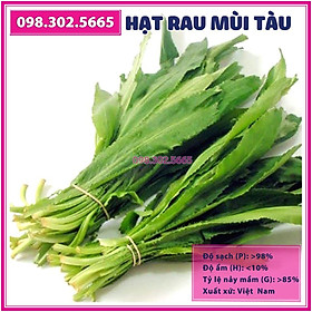 5gr Hạt giống rau ngò gai - hạt rau chất lượng tốt, năng suất cao