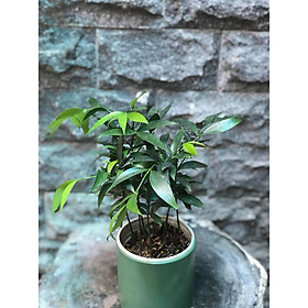 Cây kim giao chậu xanh lá