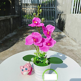 Hoa giả, chậu hoa lan hồ điệp mini để bàn trang trí nội thất đẹp tự nhiên LHD-04