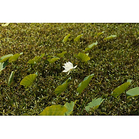 Mua Tranh canvas hoa Sen treo phòng khách ST-00496
