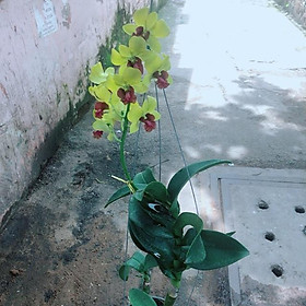Mua Lan Dendro Vàng Đậm