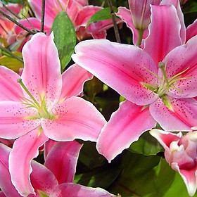 Mua Củ ly cao Hà Lan thơm siêu hoa mix đủ màu (tặng kèm phân)