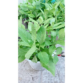 Mua Cây Rau Bầu Đất