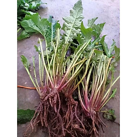Mua cây hoa đồng tiền dễ trần