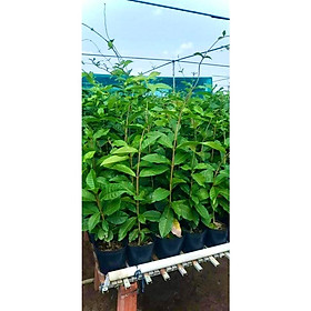 Mua Cây mai xanh thái (ảnh thật số 2) cao 1m