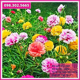 Hạt giống hoa mười giờ kép nhiều màu