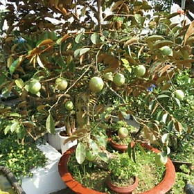 CÂY GIỐNG VŨ SỮA LÒ RÈN CÂY CHOAI LỚN, CAM KẾT CHUẨN GIỐNG F1
