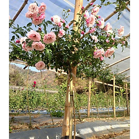 Mua Hoa hồng thân gỗ dáng tree cực xinh- chọn màu theo yêu cầu khách hàng