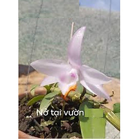 Phi điệp đột biến HỒNG NHẬT HẠ cam kết chất lượng