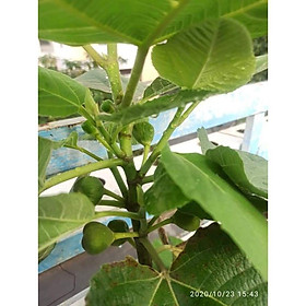 Cây sung mỹ - Trung Tâm Giống NUA + Tặng 01 cây dâu da đất