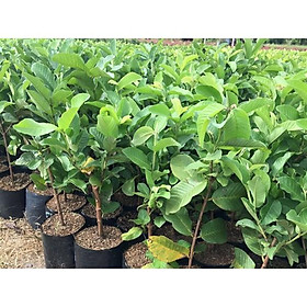 Mua CÂY GIỐNG ỔI TỨ QUÝ (ỔI GĂNG  ỔI ĐÔNG DƯ)