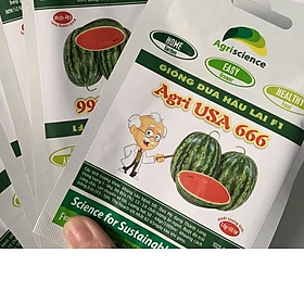 Hạt Giống Dưa Hấu AGRI USA 666 -