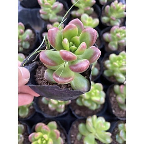 Mua Cây sen đá sedum cành thơm bầu_Ảnh thật_Có sẵn