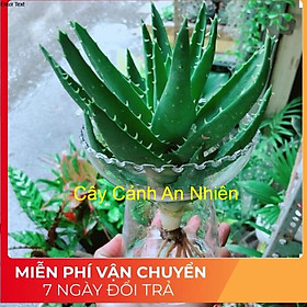 Nha Đam Trồng Thuỷ Sinh