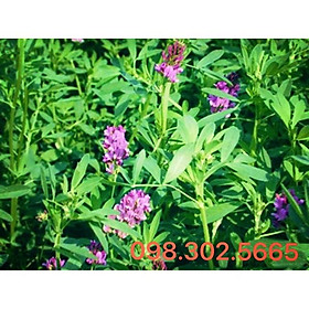 Hạt giống cỏ chăn nuôi linh lăng alfalfa 100g